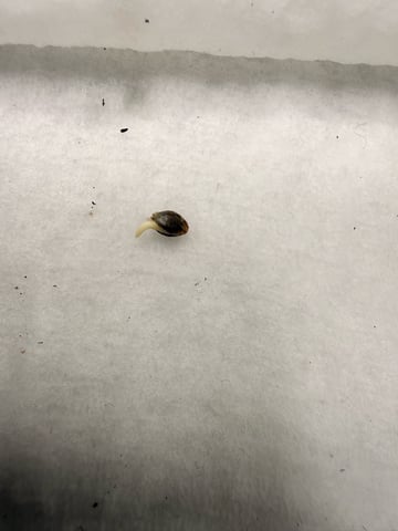 BloodMoon Gelato — germination, day 1