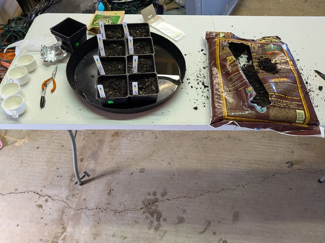 Grow Tent Starts — germination, day 3