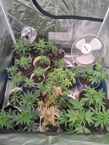 Panama Red Regular Jamaican Landraces — grow_setup, day 1