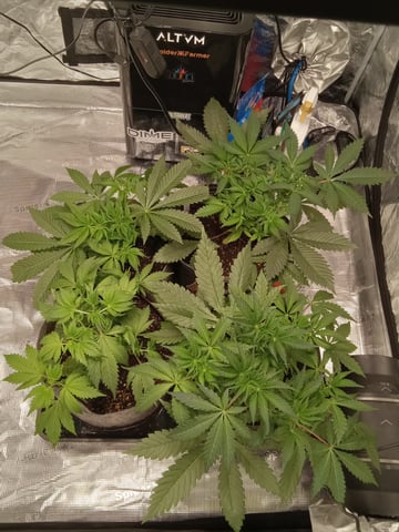 critical purple kush x peyote wifi  in the auto pot system tray 2 grow with added microhazian to the coco coir  — vegetative, day 37