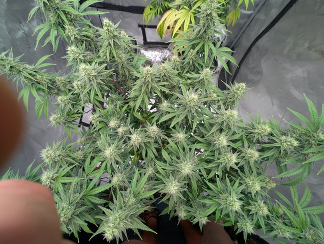 Black African Magic — flower, day 100