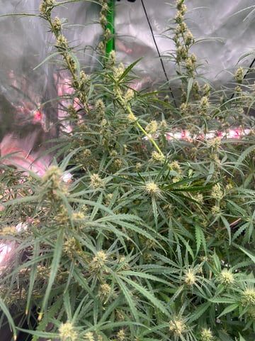 Auto flower Plant 1 of 2nd grow 