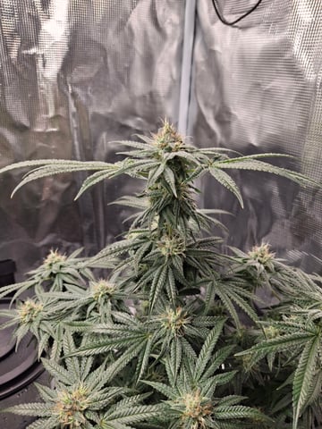 SoFloBudz — flower, day 88