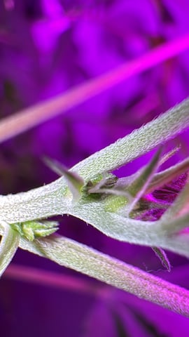 OG Kush — vegetative, day 49
