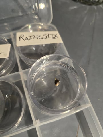 Razzle Stix — germination, day 2