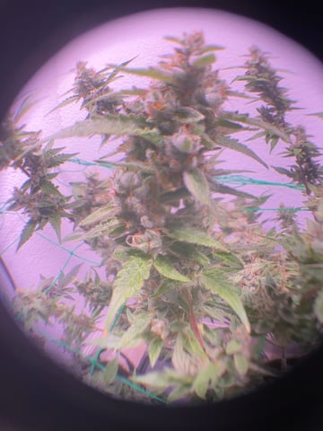 pineapple Express  — flower, day 40