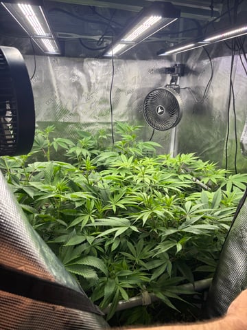 grow 3 — flower, day 10