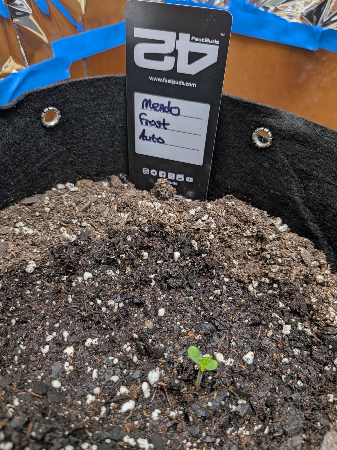 Mendo Frost / Gorilla Cookie / Banana Purple Punch 