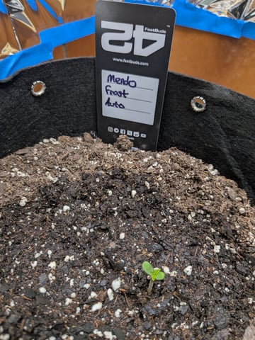 Mendo Frost / Gorilla Cookie / Banana Purple Punch  — grow_setup, day 2