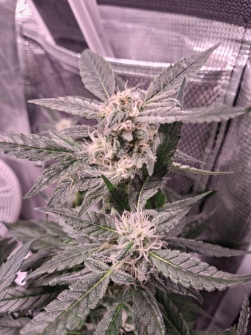 lil babies  — flower, day 27