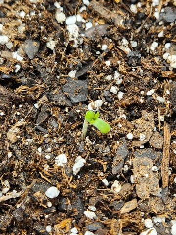 second grow — seedling_rooting, day 1