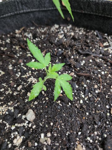 Gorilla Cookies Auto — seedling_rooting, day 11