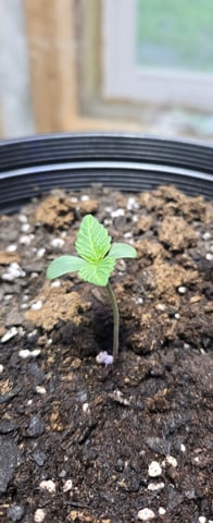 cherry pie  — seedling_rooting, day 1