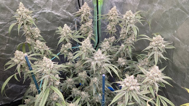 Mixed Grow — flower, day 91