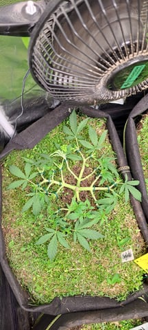 First Grow with the new setup  — vegetative, day 42