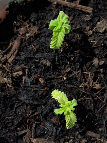 Trial — seedling_rooting, day 24