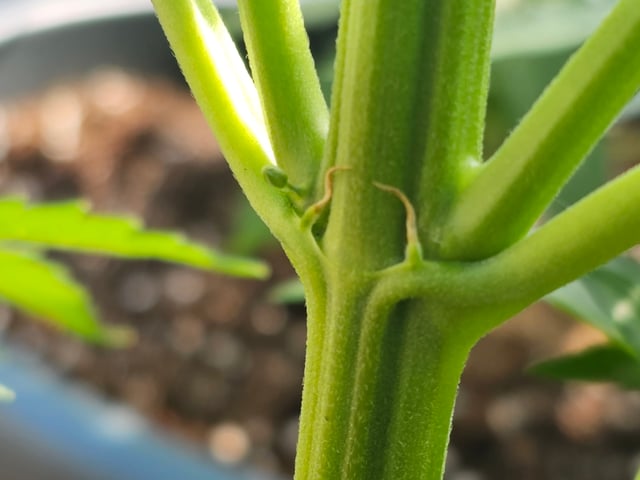 Cheshablue  — vegetative, day 8