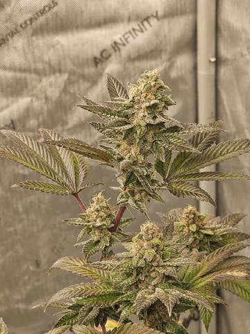 perfect circle/ cherrymac1 X candyland cross  — flower, day 28