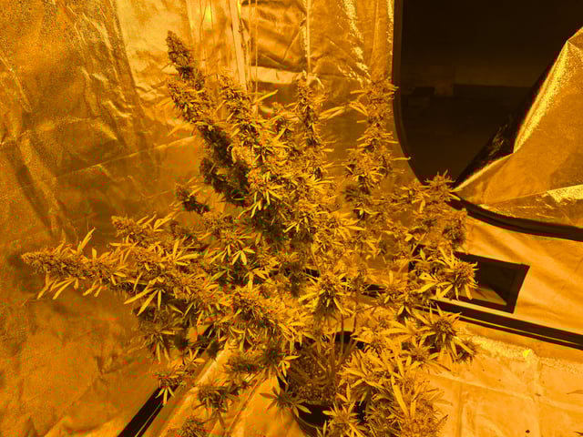 2nd Autoflower Indoor Grow — flower, day 116