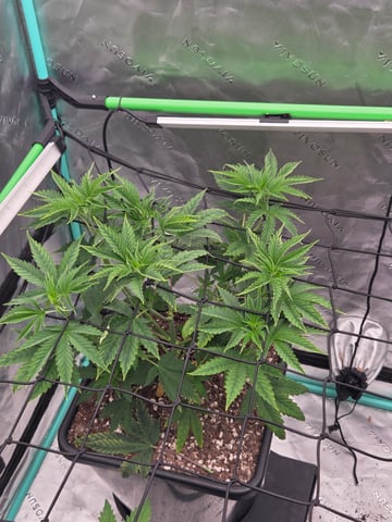 spring indoor 2026 — none, day 2