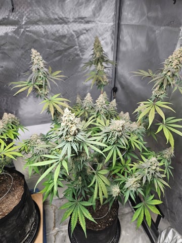 BLACKCHERRY SHERB — flower, day 88