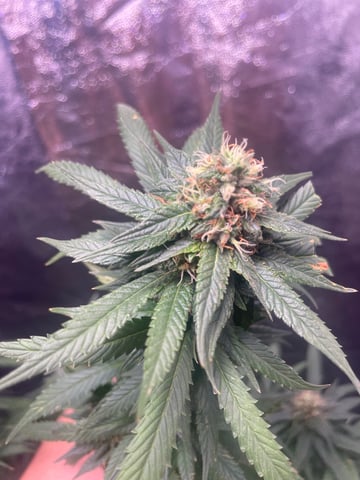 Blueberry — flower, day 129