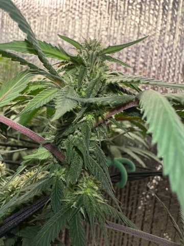 trying some bag seeds — flower, day 51