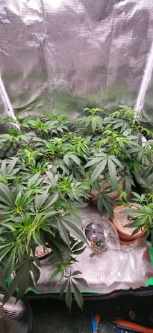 1st grow indoors(cardboard box to 2x2x4 to 5x5x6) — vegetative, day 45