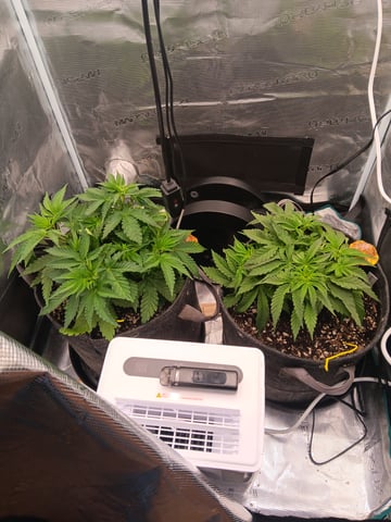 Master Kush — vegetative, day 26