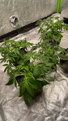 Clones GodFather OG Clones — vegetative, day 20