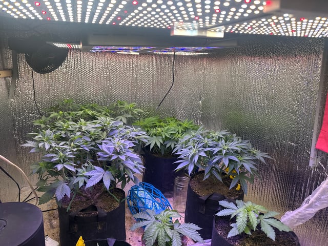 Gelly Mama and Sugar Tree — vegetative, day 82