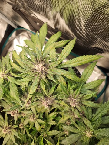 Autoflower grow. my first grow  — flower, day 70