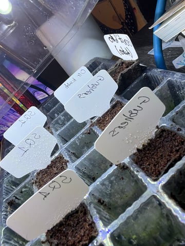 Special Queen 1  — germination, day 2