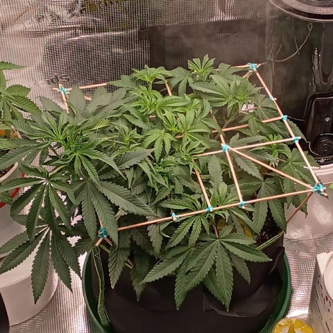 TentPlantLightFan — vegetative, day 49