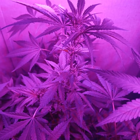 run #3 — flower, day 50