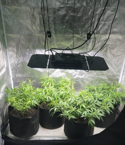 SBJ Clones — vegetative, day 57