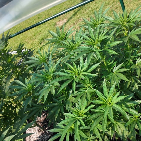 Hindu Kush — flower, day 4