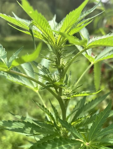 Banjo (Adam’s Plant) — flower, day 40