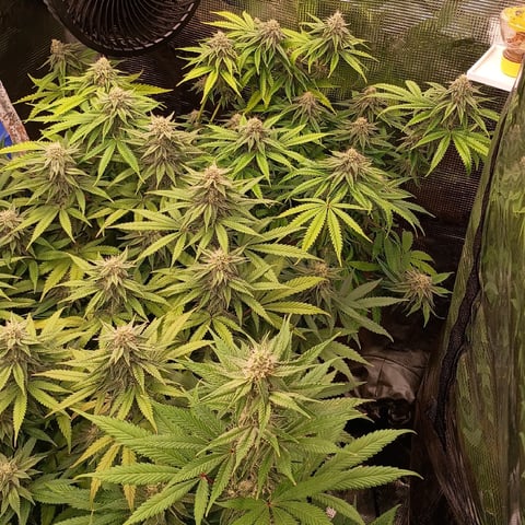 TentPlantLightFan — flower, day 107