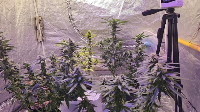 Amnesia Haze Run — flower, day 64