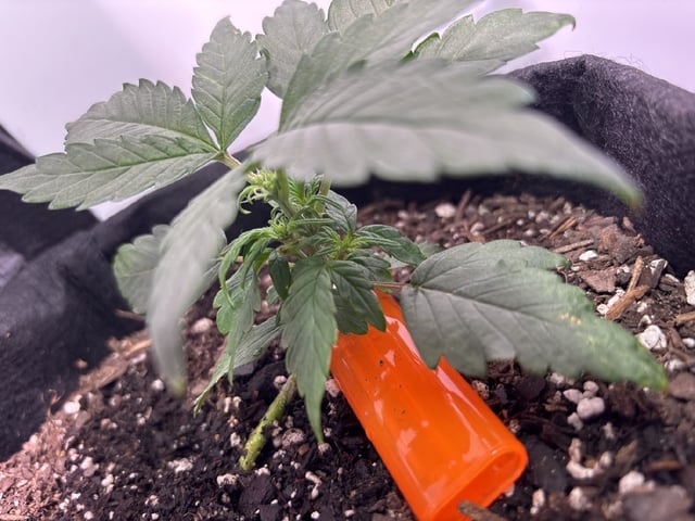 My First Grow — vegetative, day 30