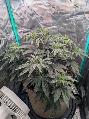Piggy Stardust — flower, day 41