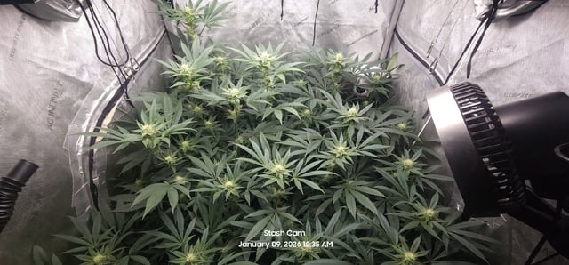 Another Custom Creation — flower, day 104