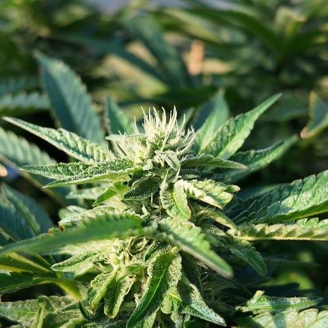 Hindu Kush — flower, day 42