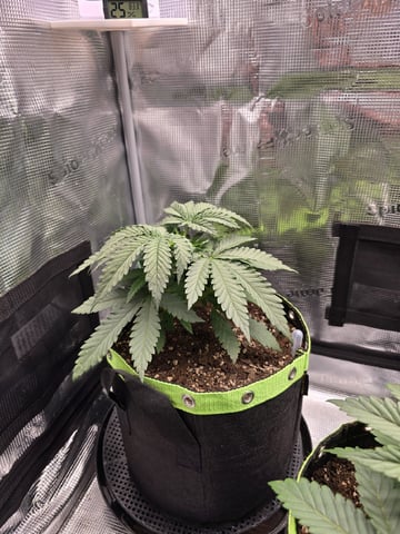  1 Blue Zushi x Venom & 1 Jack Here x Strawberry Cookies OG — vegetative, day 24