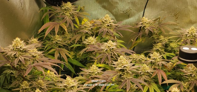 Guava Mints — flower, day 114