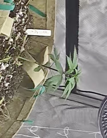 new tent — germination, day 32