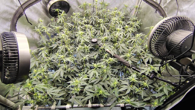 Straight Blasted  — flower, day 15