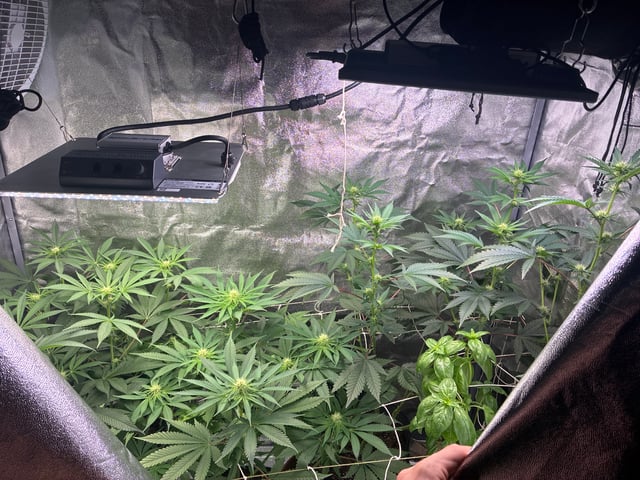 Purple Punch And Runts — grow_setup, day 38