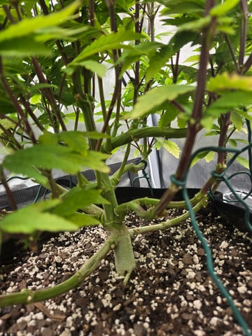 First Grow — vegetative, day 47